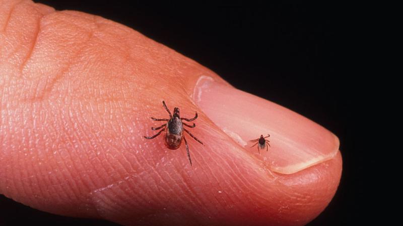 Tick that causes Lyme disease