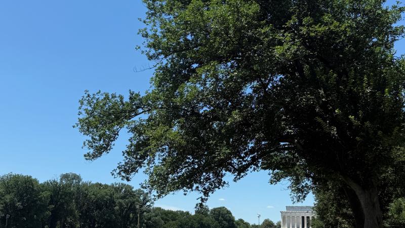 Reflecting pool on June 24