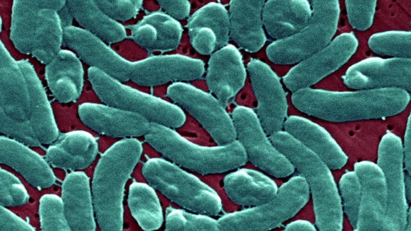 flesh-eating bacteria