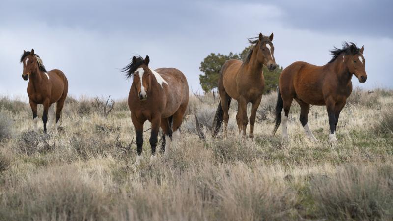 United States, Oregon, Wild horses in grassy field - stock photo