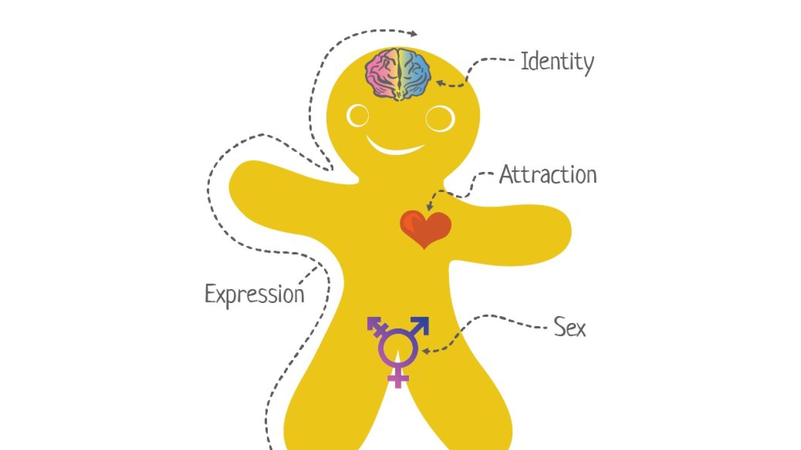 Genderbread Person, version 4