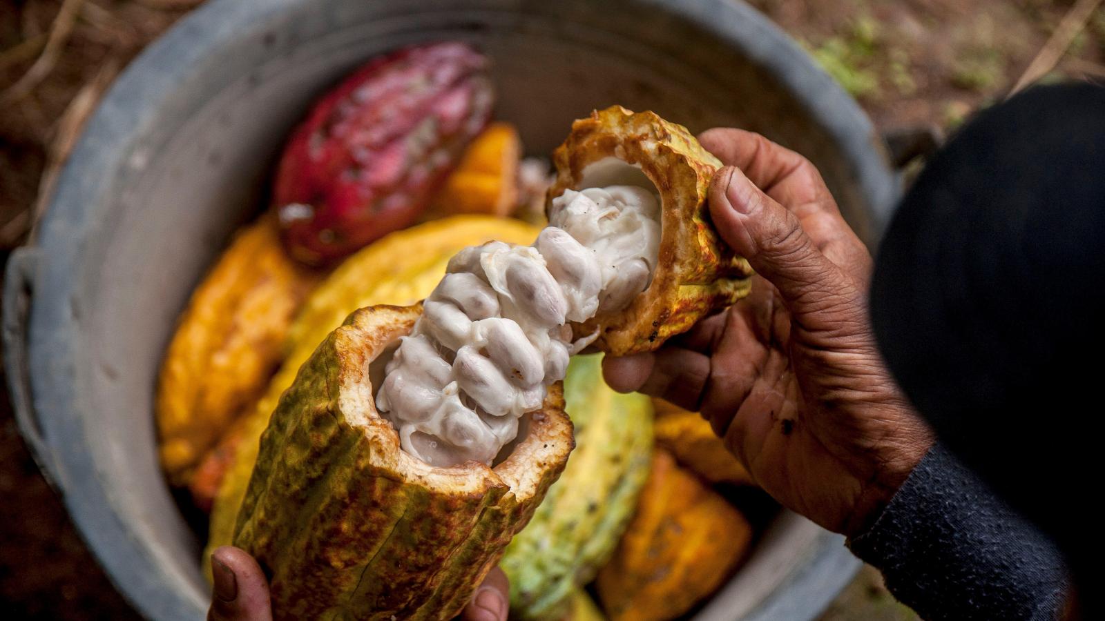 cocoa