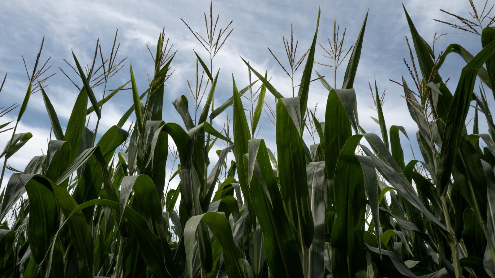 corn