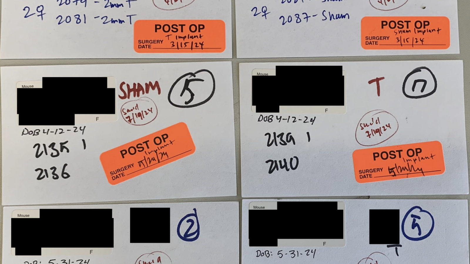 University of California San Diego "post op" notes from transgender mice experiments